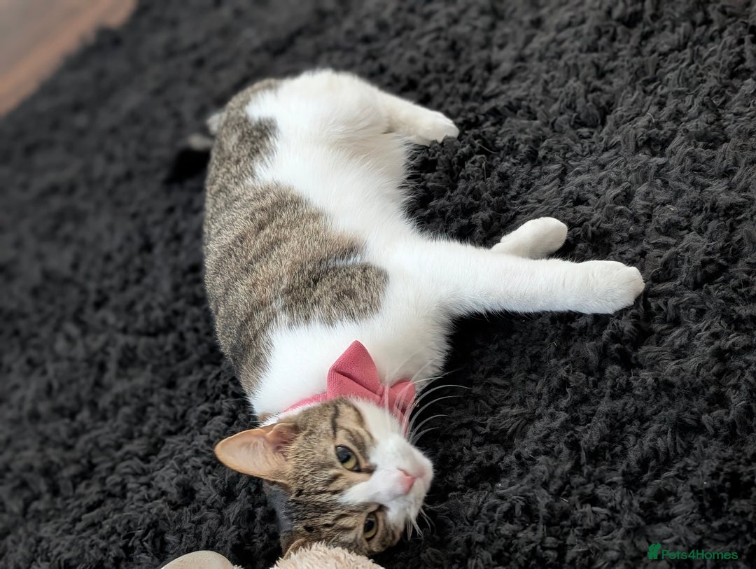 Mixed Breed cats for sale: Tinkerbell is Ready Free to good home! - Image 8