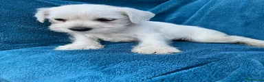Miniature Schnauzer 7