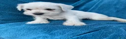 Miniature Schnauzer dogs for sale: Miniature schnauzer  - Advert 3