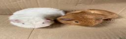 Guinea Pig rodents for sale: Male Guinea Pigs For Sale - Advert 5