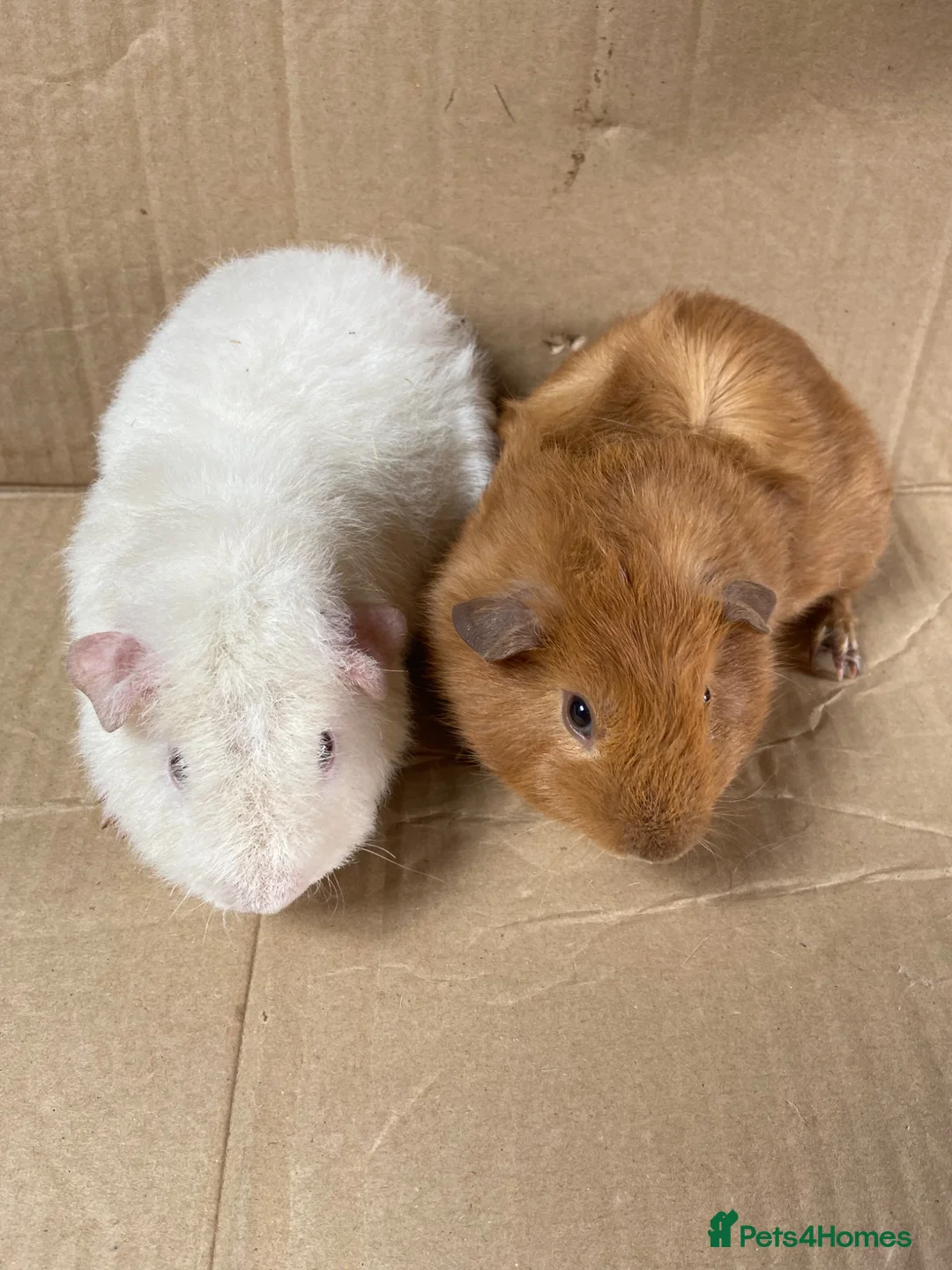 Guinea Pig rodents for sale: Male Guinea Pigs For Sale - Advert 5