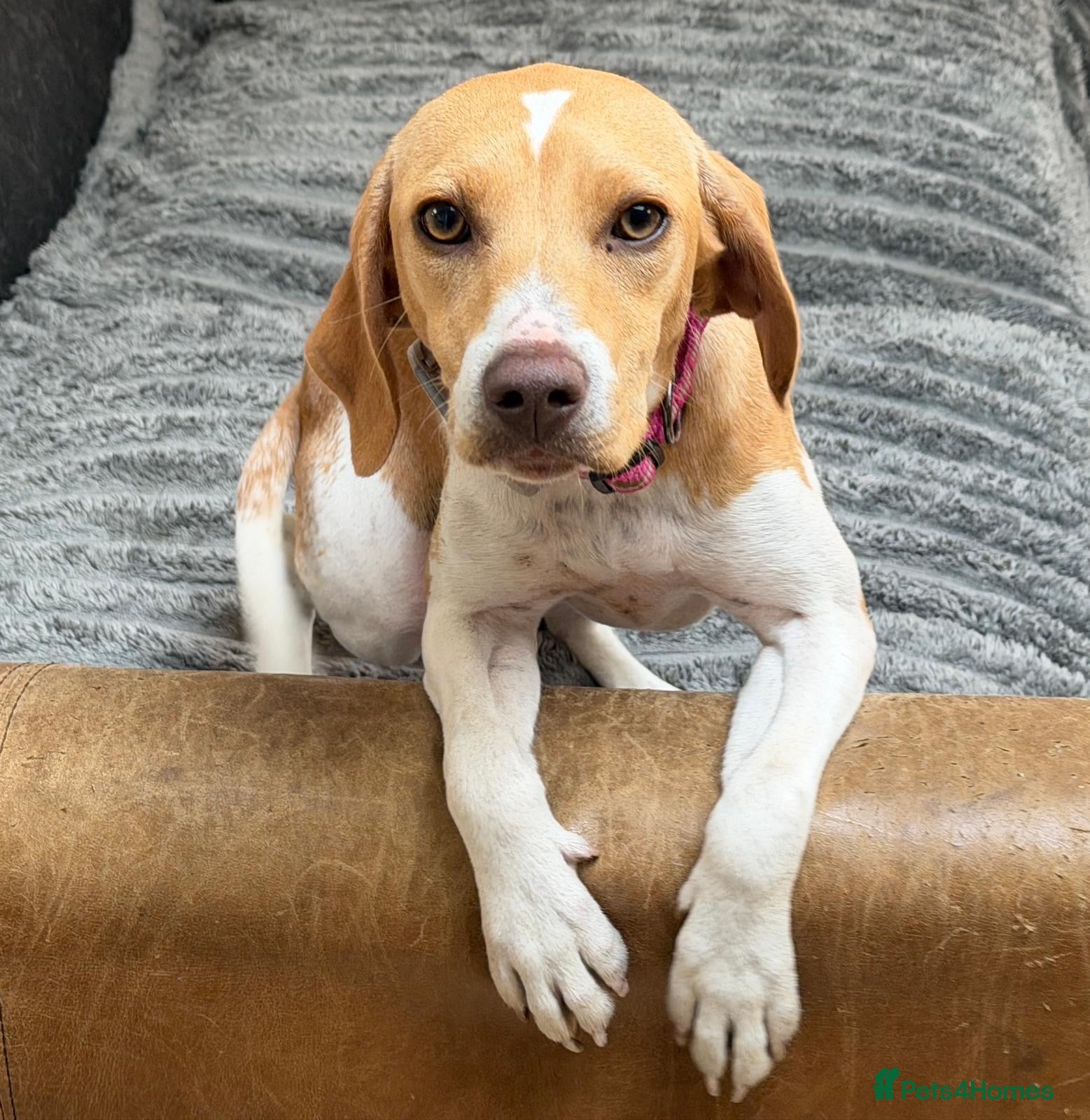 Mixed Breed dogs Gretchen is ready to steal your heart - Advert 2