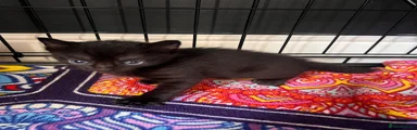 Russian Blue 3