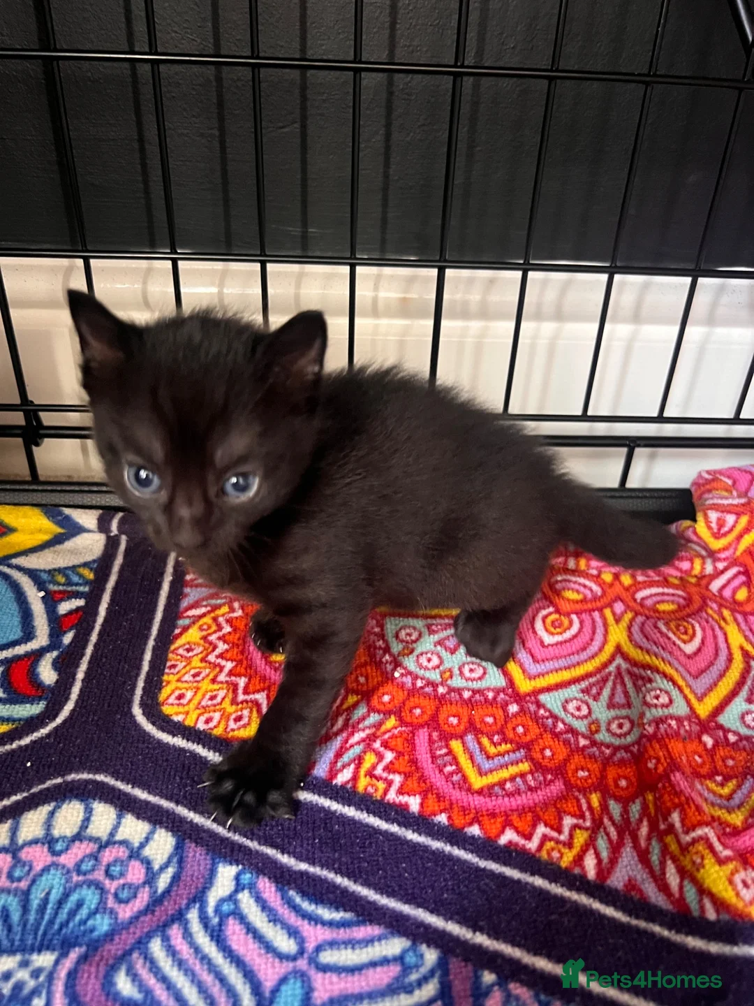 Russian Blue cats for sale: Russian blue mixed breed kittens  in Kings Langley - Advert 2