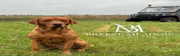 Labrador Retriever dogs for stud: PROVEN & FULLY HEALTH TESTED KC Dark Fox Red Stud  in York - Advert 1