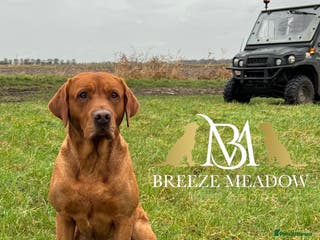 Labrador Retriever dogs PROVEN & FULLY HEALTH TESTED KC Dark Fox Red Stud in York - Advert 8