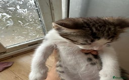 Mixed Breed cats for sale: Playful Kittens 🐾 (Please Read Description) - Image 5