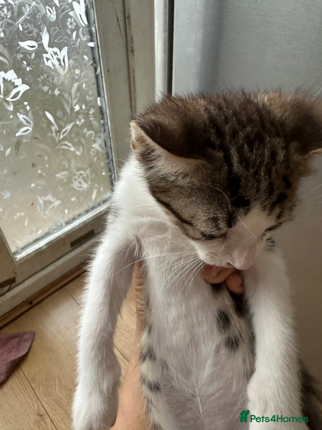 Mixed Breed cats for sale: Playful Kittens 🐾 (Please Read Description) - Image 5