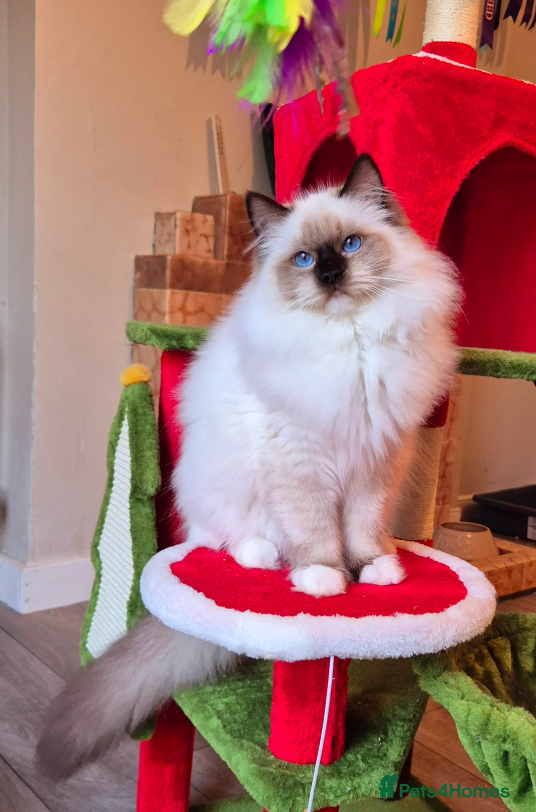 Ragdoll cats for sale: Ragdoll male kitten gccf active - Advert 12