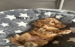 Cockapoo dogs for sale: Beautiful small  cockapoo puppies  - Image 14