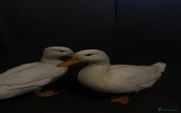 Ducks poultry for sale: Pure white call ducks  - Image 12