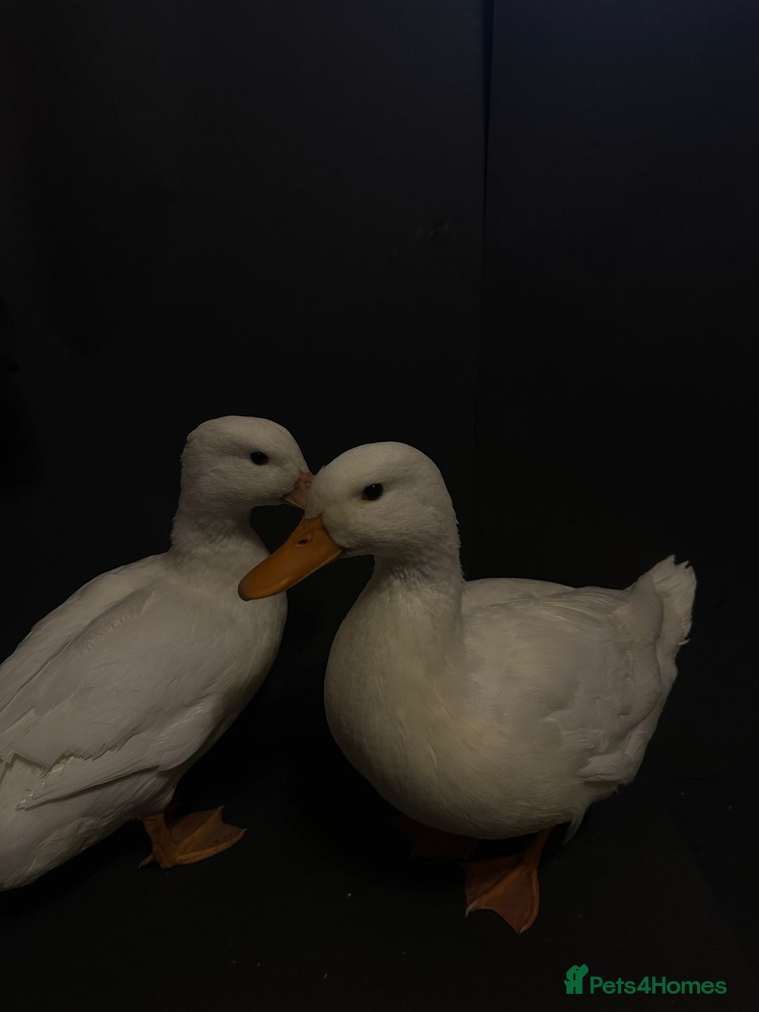 Ducks poultry for sale: Pure white call ducks  - Image 12