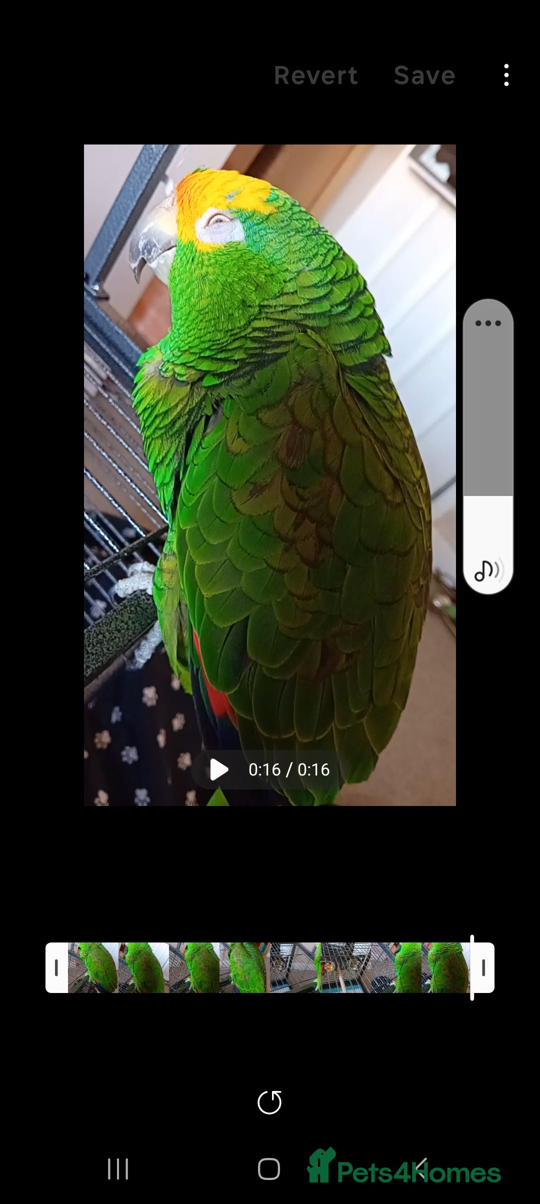 Parrots birds for sale: Elderly  amazon parrot - Image 5