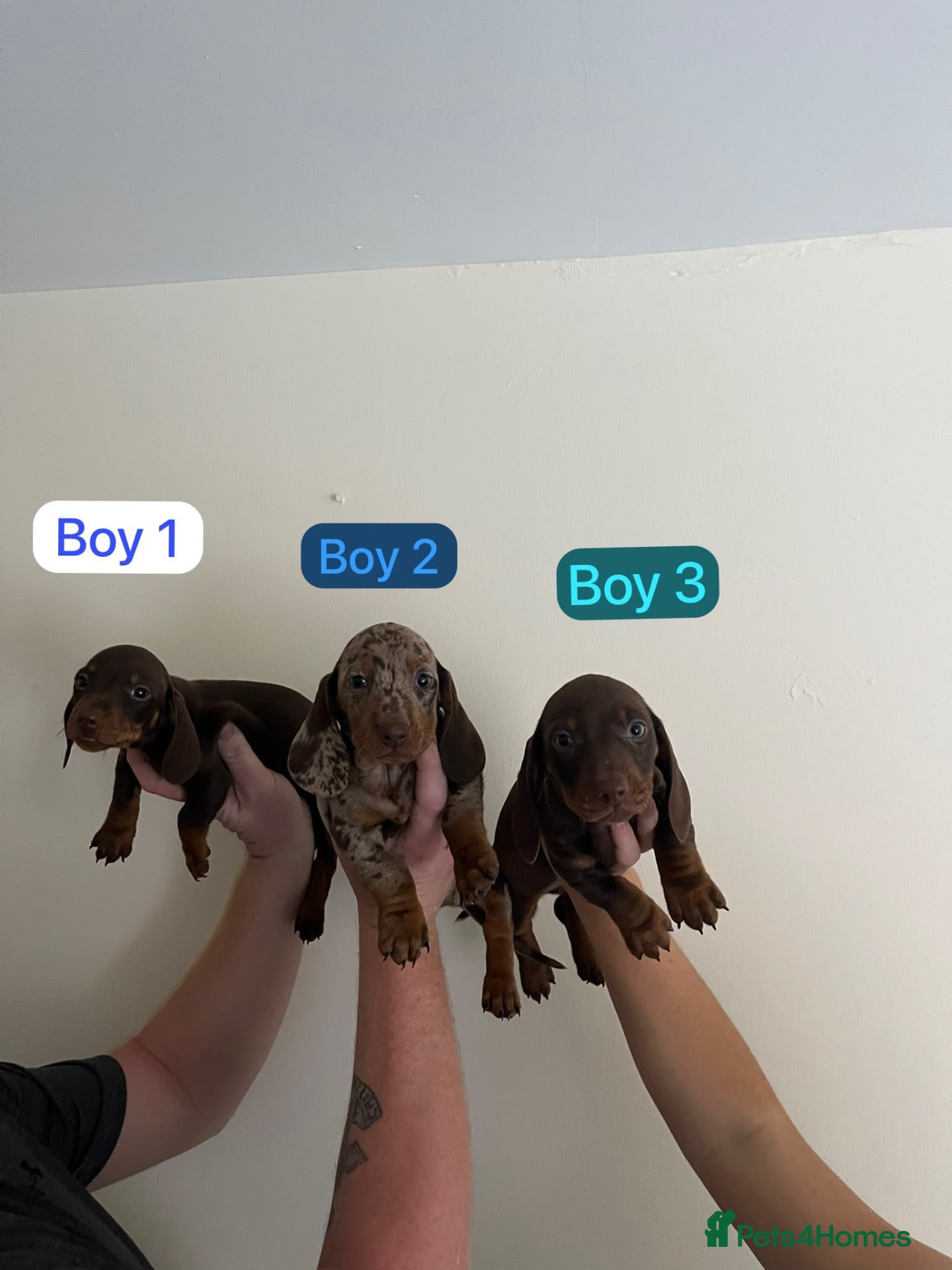 Miniature Dachshund dogs Dachshund  - Advert 16