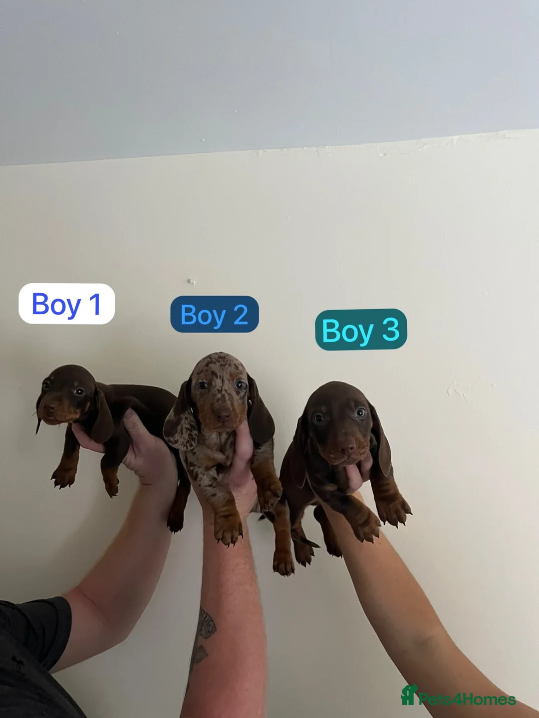 Miniature Dachshund dogs for sale: Dachshund  - Advert 1