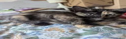 Mixed Breed cats for sale: Our Russian Dolls – Russian Blue × Ragdoll Kittens - Advert 5