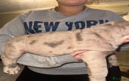 English Bulldog dogs for sale: Bettie & 007 babies short compact   - Image 34