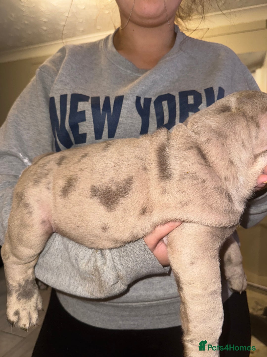 English Bulldog dogs for sale: Bettie & 007 babies short compact   - Image 34