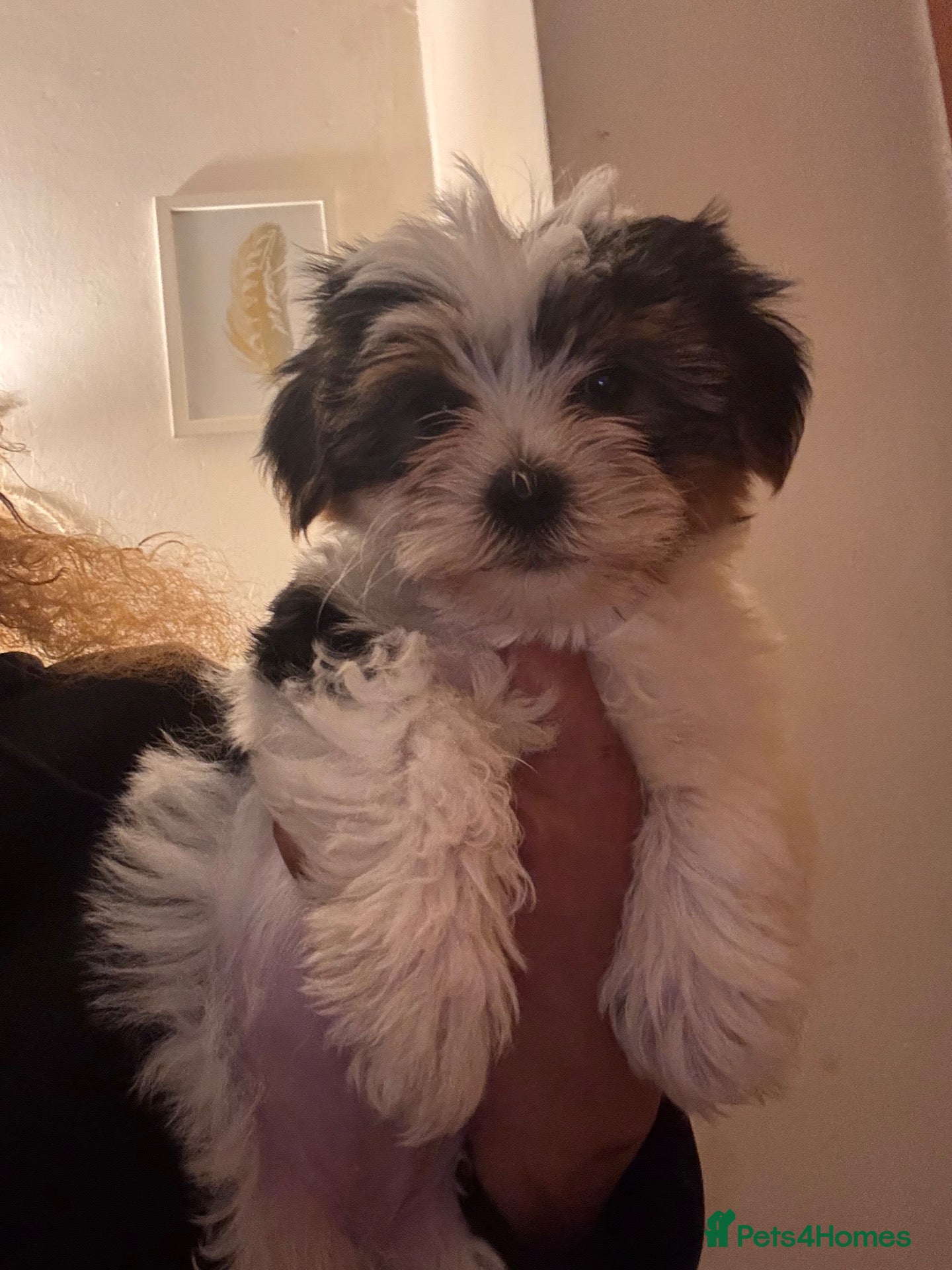 Biewer Terrier dogs 2 boys left  - Advert 3