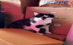 Domestic Shorthair cats for sale: Kitten looking for forever home  - Advert 5