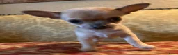 Chihuahua dogs for sale: Chihuahua puppy from licensed breeder - Advert 6