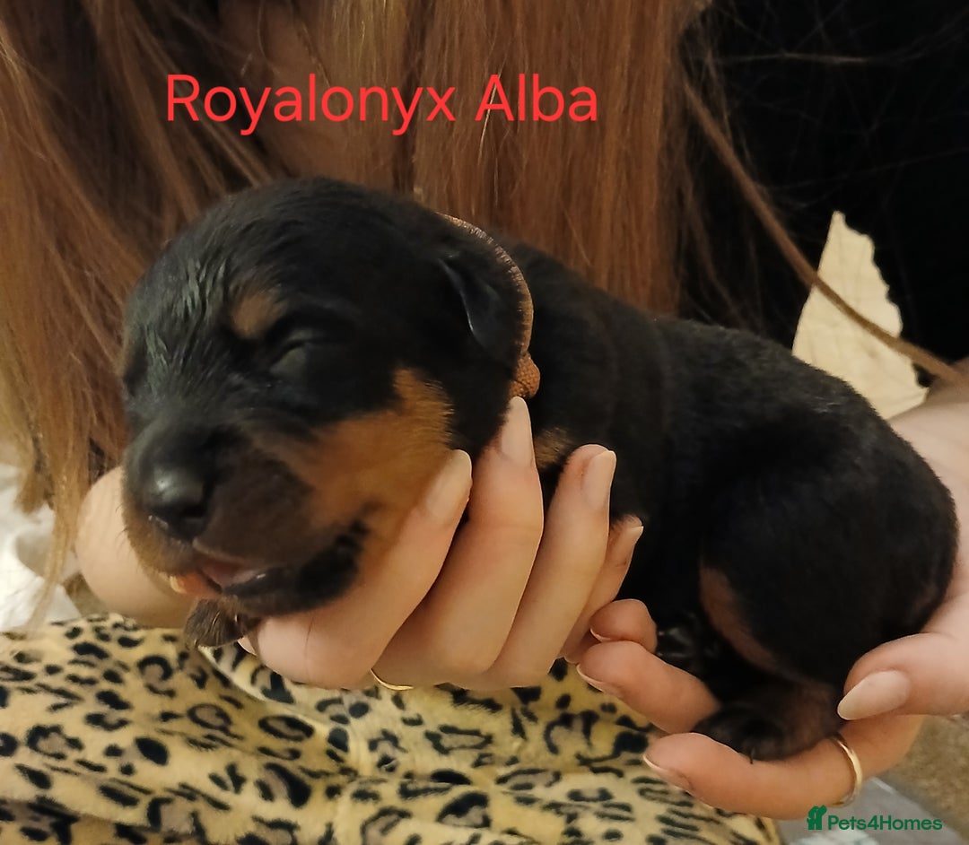 Rottweiler dogs for sale: KC chunky rottweiler puppies - Advert 32