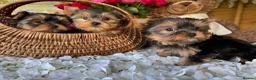 Yorkshire Terrier dogs for sale:  Yorkshire Terrier puppies. - Advert 1