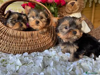Yorkshire Terrier dogs Yorkshire Terrier puppies. - Advert 4