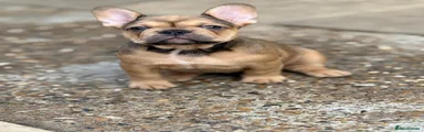 French Bulldog Puppy 3