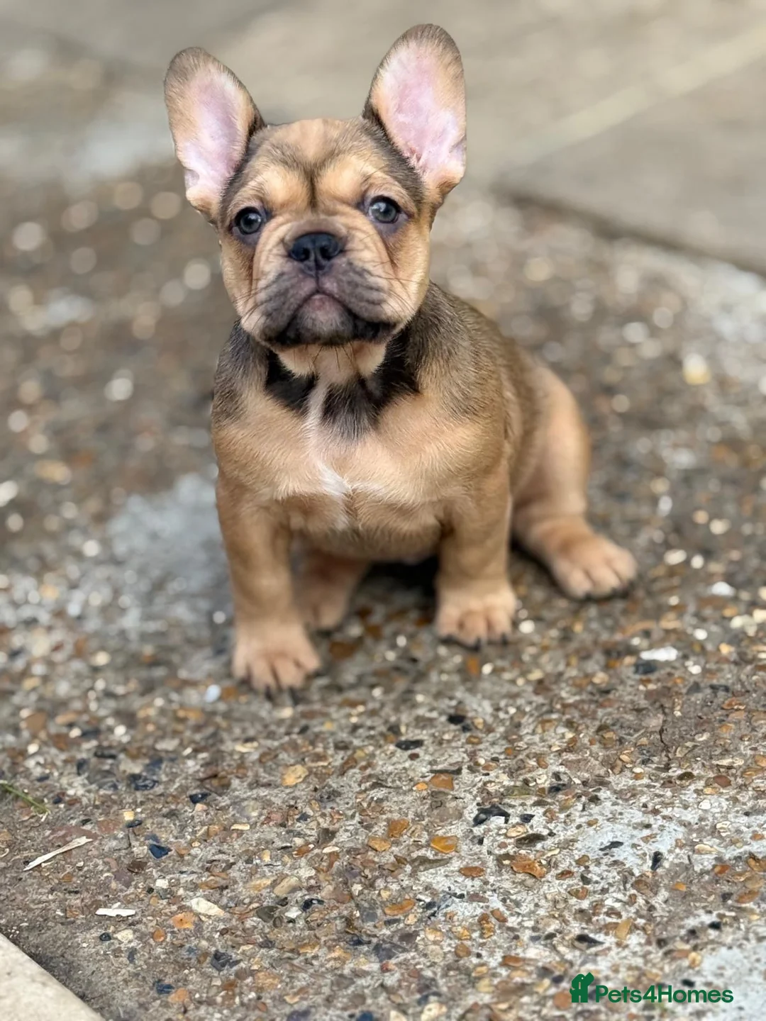 French Bulldog dogs for sale: Frenchies fluffy  in Hounslow - Advert 15