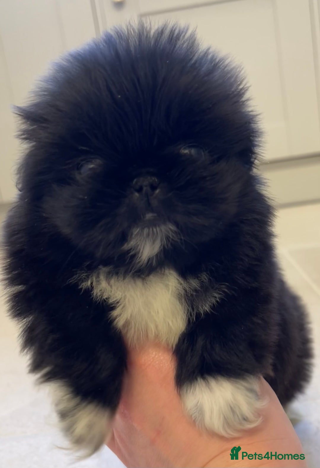 Pekingese dogs for sale: Gorgeous KC registered Pekingese Puppies  - Advert 15