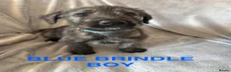 Irish Wolfhound dogs for sale: Health Tested, KC Reg Irish Wolfhounds  - Advert 16