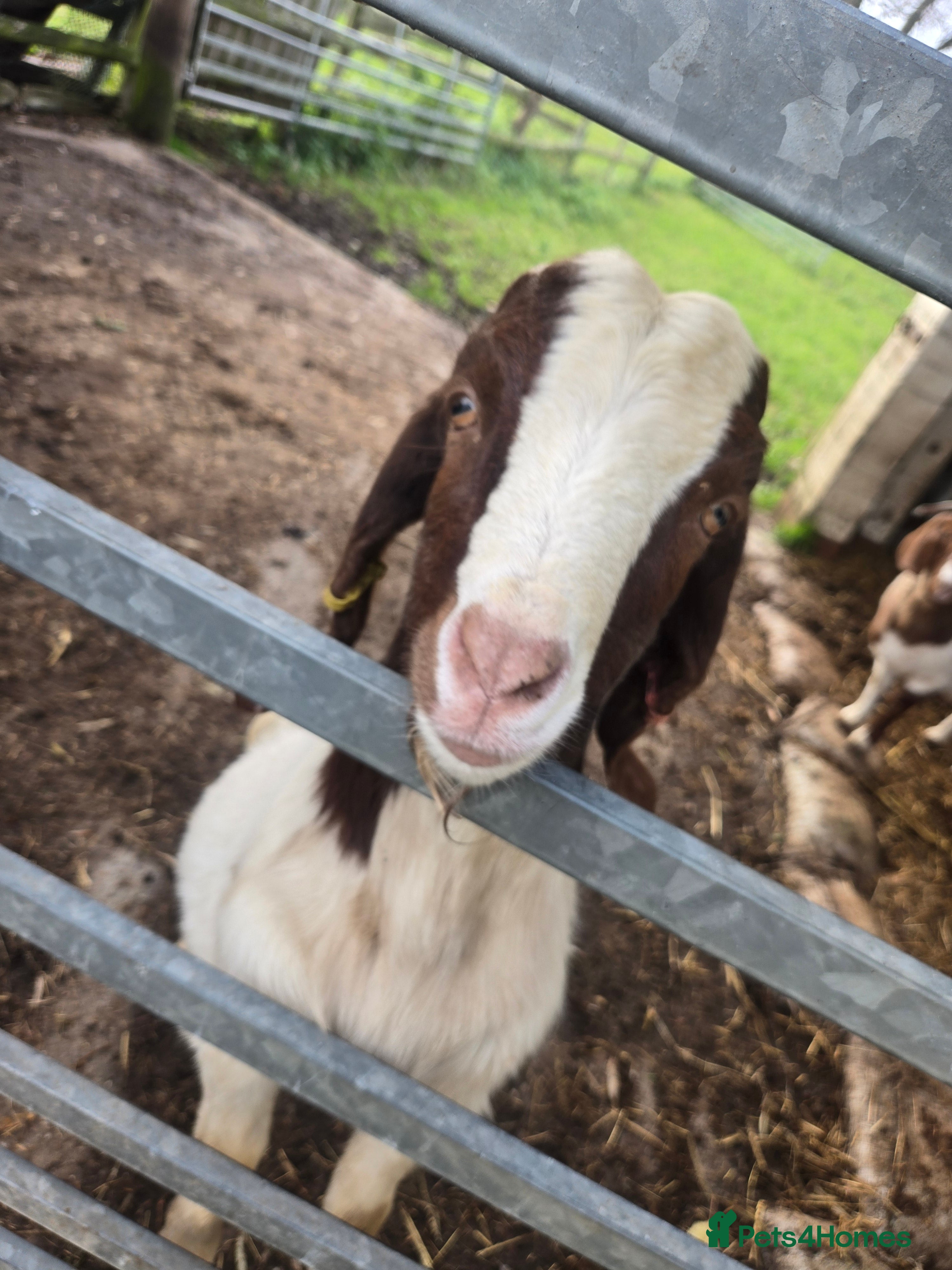 Goats livestock Proven Boer Billy in Doncaster - Advert 1
