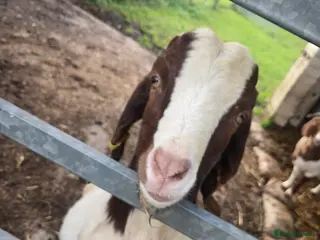 Goats livestock Proven Boer Billy in Doncaster - Advert 1