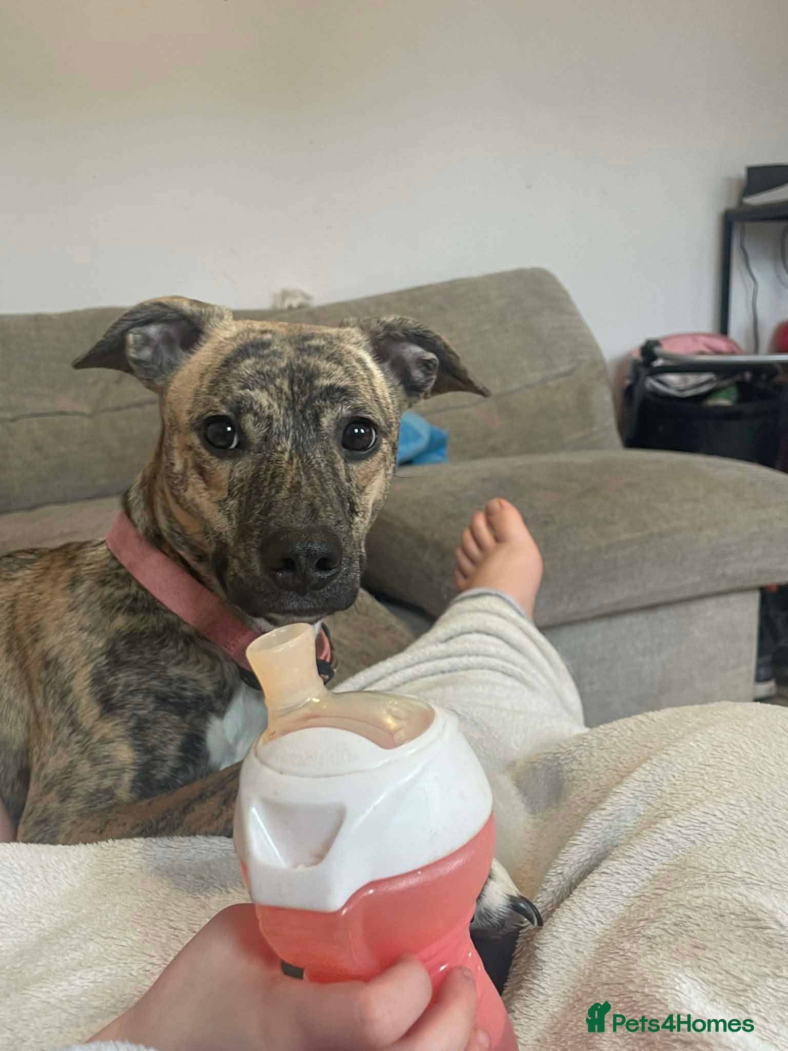 Mixed Breed dogs Staffy cross whippet  - Advert 4