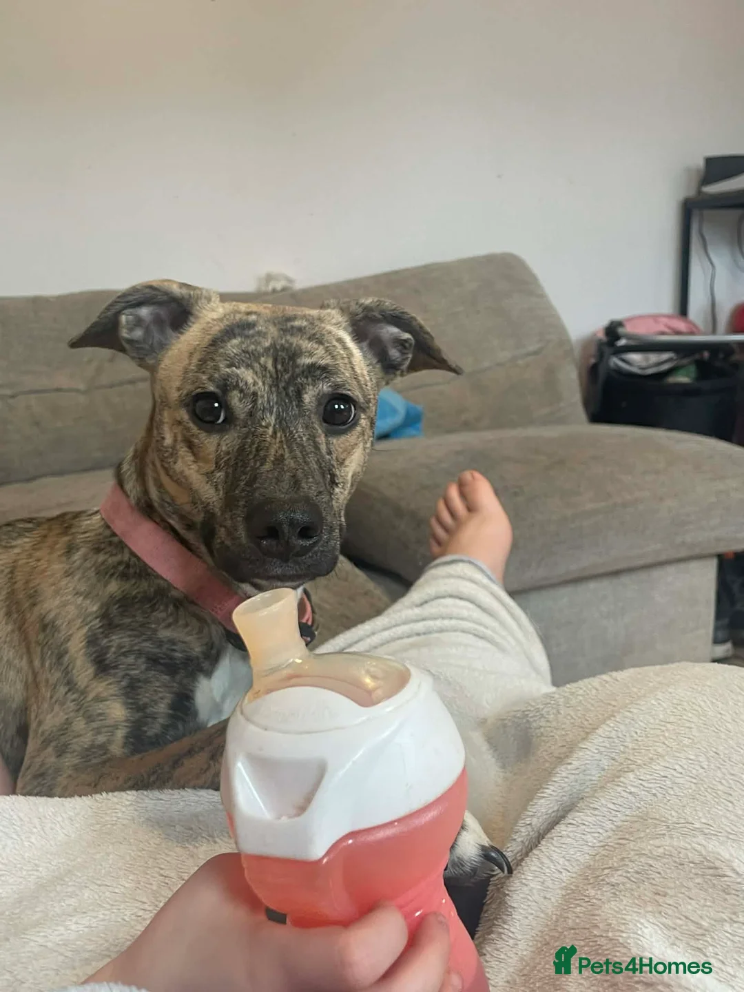 Mixed Breed dogs for sale: Staffy cross whippet  in Worcester - Advert 1