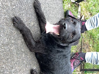 Patterdale Terrier dogs Patterdale - Advert 13