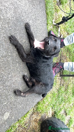 Patterdale Terrier dogs Patterdale - Advert 15