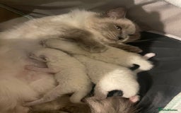 Ragdoll cats for sale: Beautiful Ragdoll triplets 3 kittens - Image 1