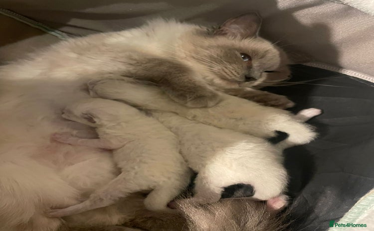 Ragdoll cats - Advert 1