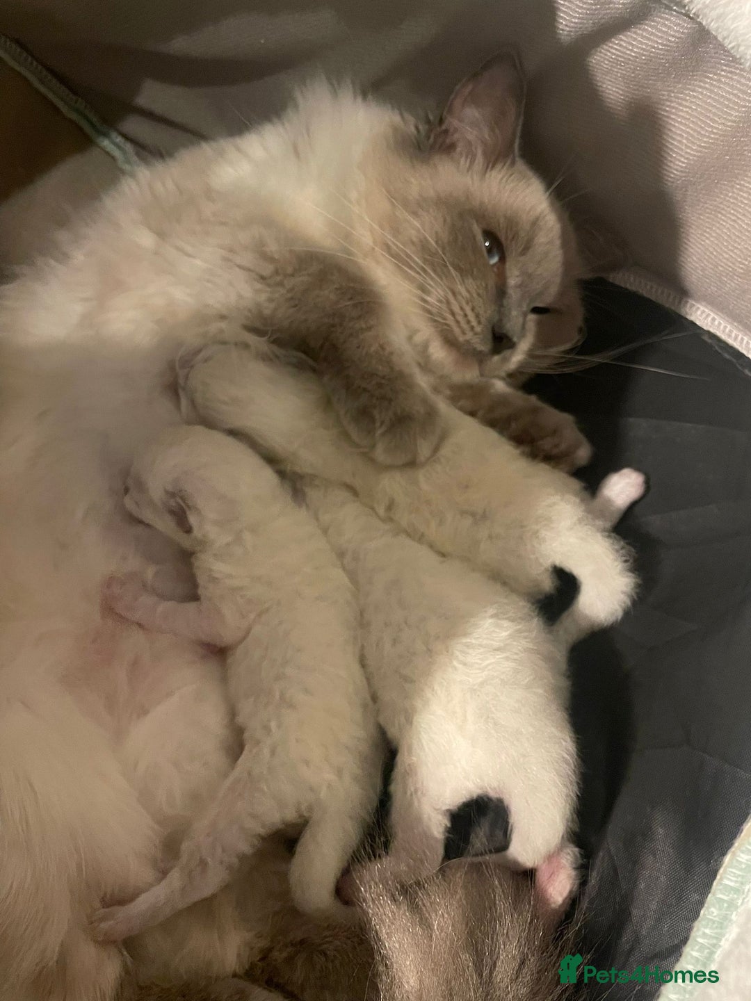 Ragdoll cats for sale: Beautiful Ragdoll triplets 3 kittens - Image 1