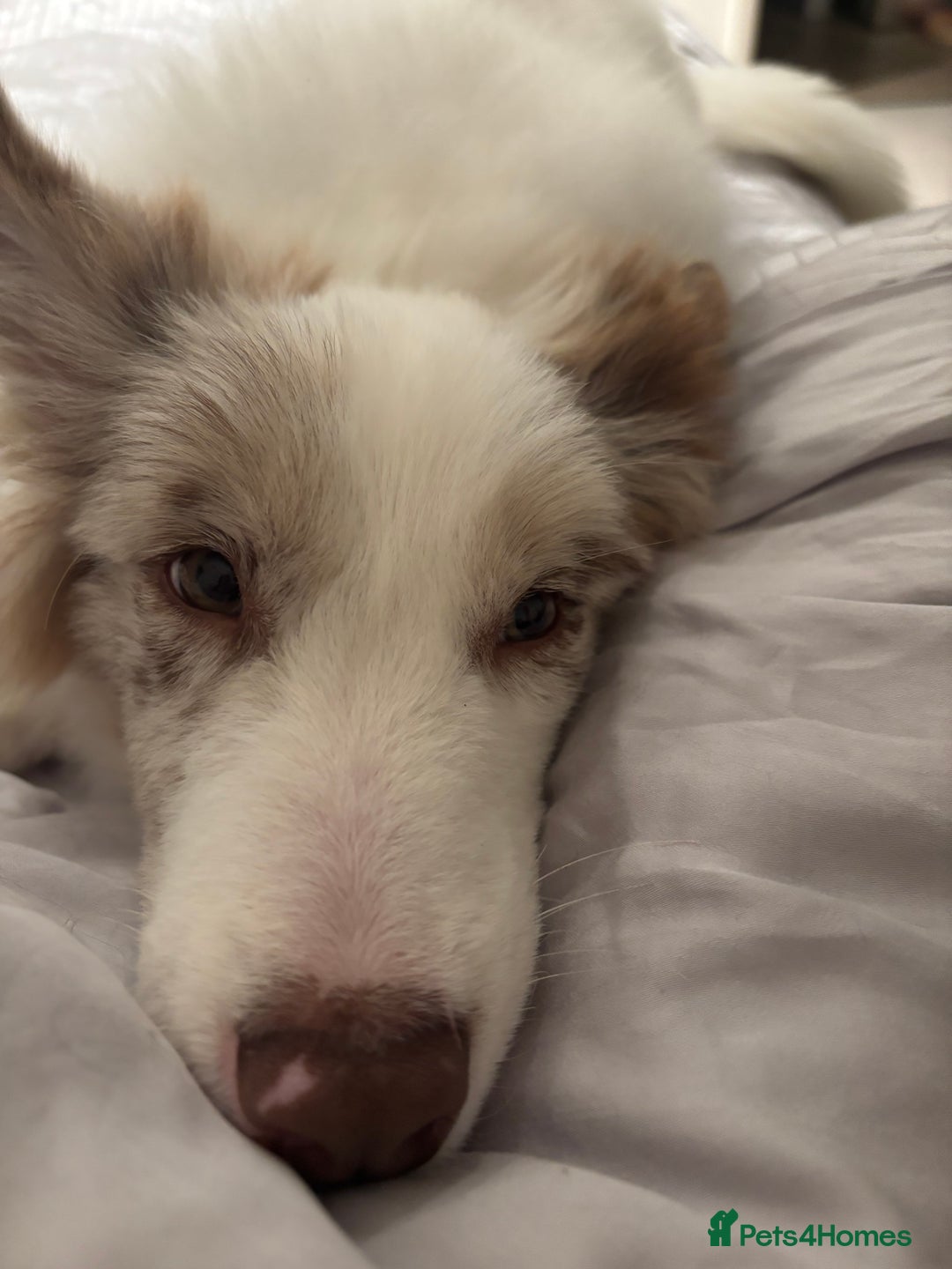 Border Collie dogs for sale: 5 months lovely border collie looking for home - Advert 5