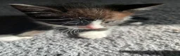 Mixed Breed cats for sale: Kittens looking for their forever home - Advert 7