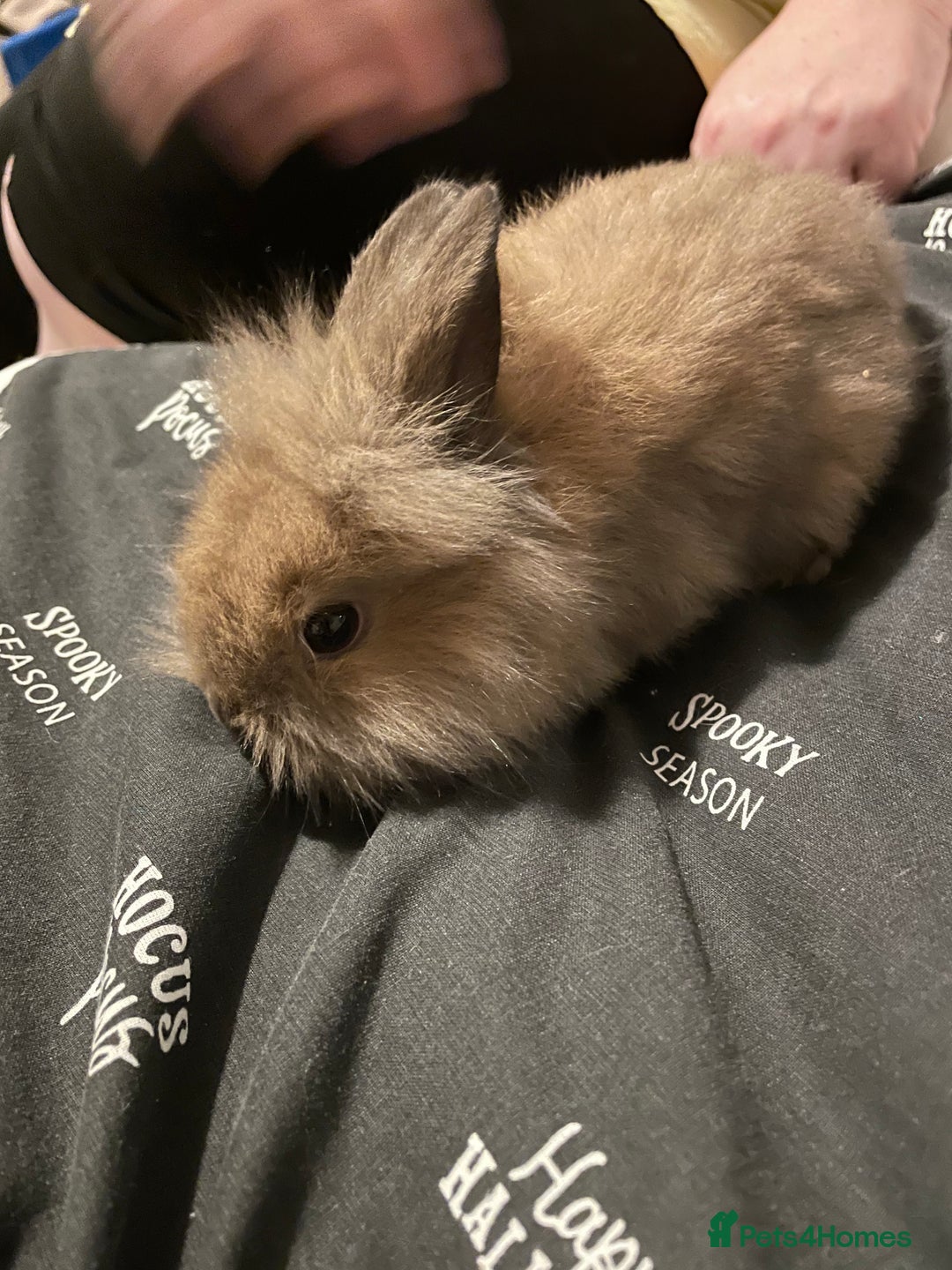 Mini Lion Lop rabbits for sale: Mini lion lops - Image 4