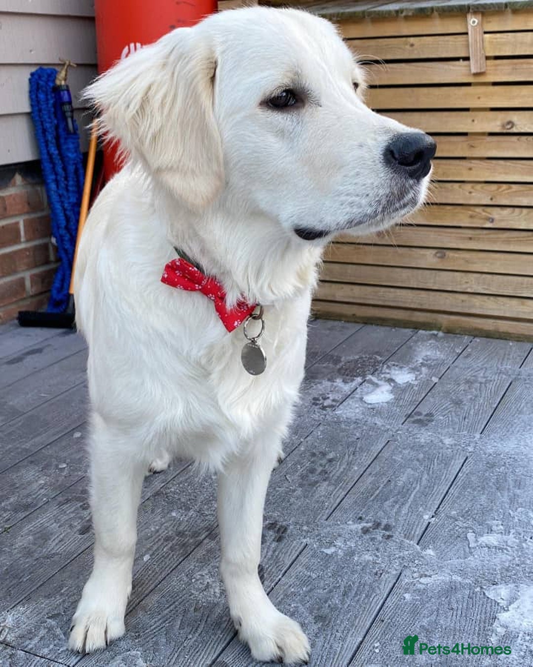 Golden Retriever dogs for sale: Golden Retriever Boy Rehome - Advert 2