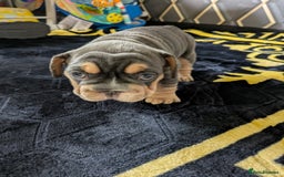 French Bulldog dogs for sale: 4 girl frenchie pups. Fluffy gene and roped nose  - Image 4