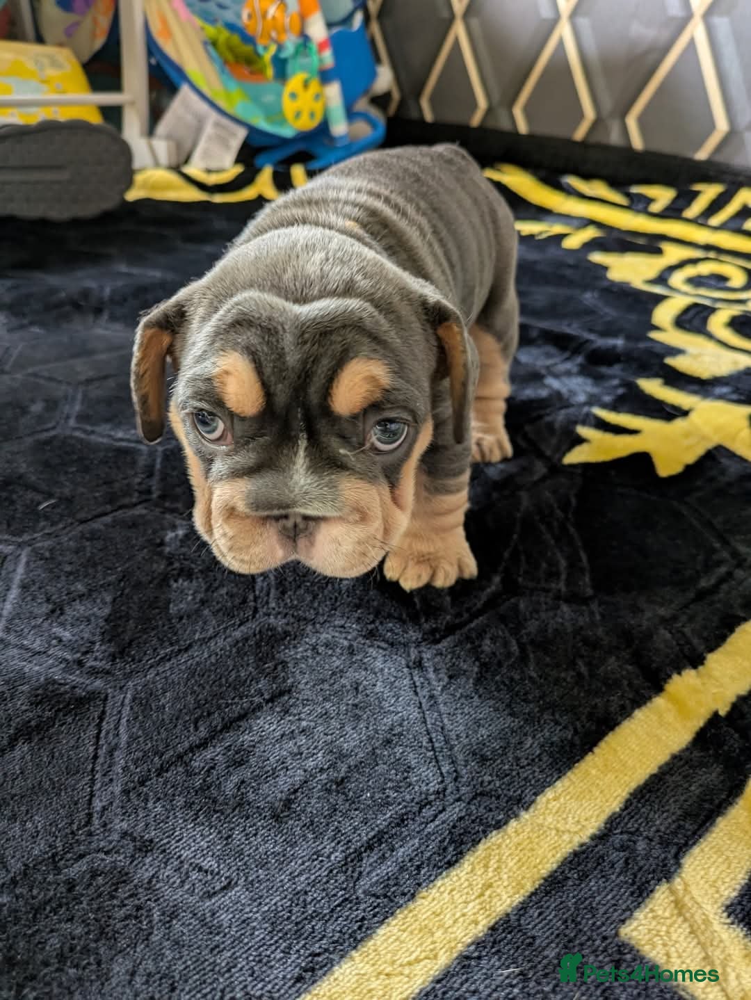 French Bulldog dogs for sale: 4 girl frenchie pups. Fluffy gene and roped nose  - Image 4