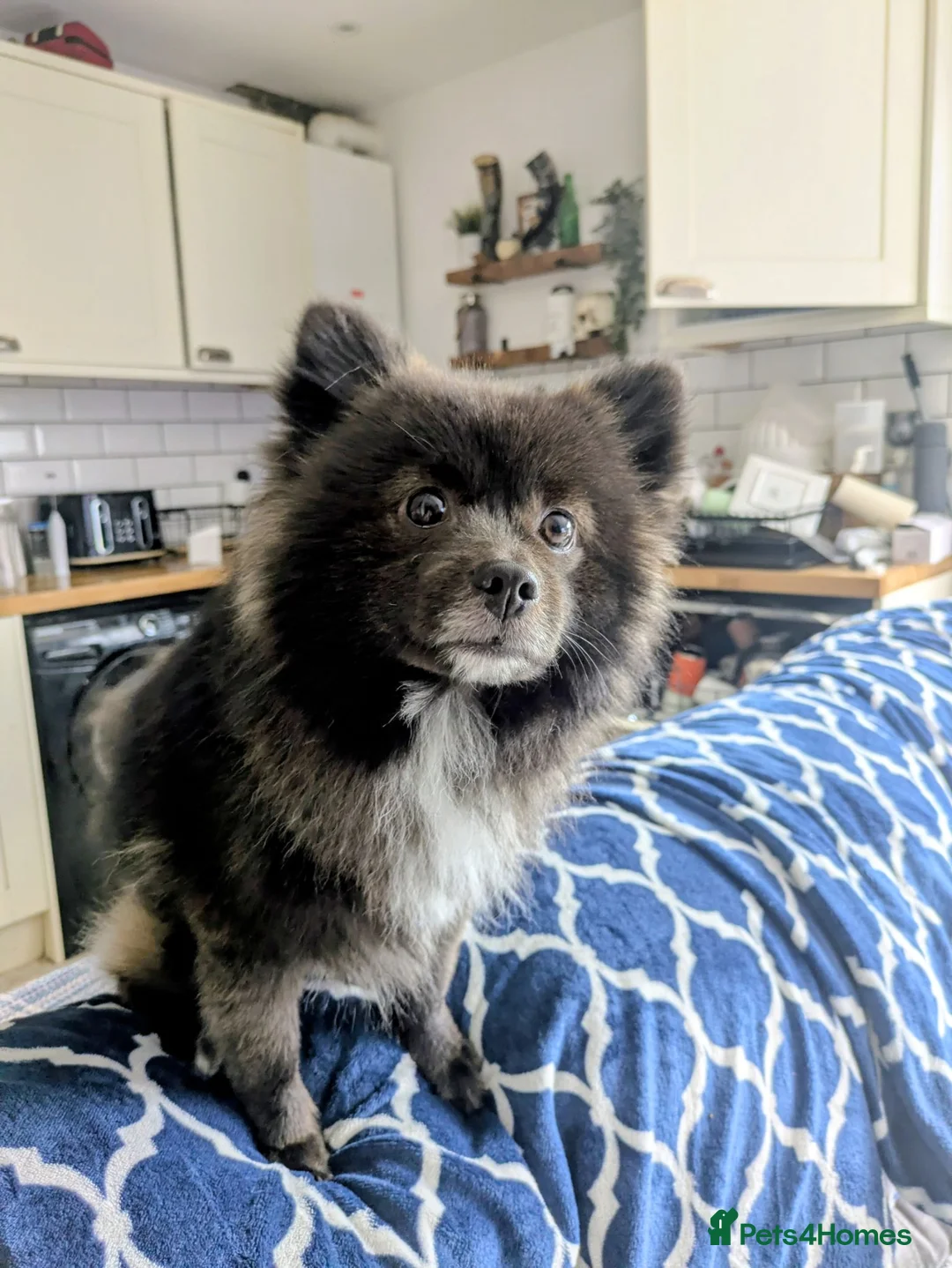 Pomeranian dogs for sale: Pomeranian boy  in Newport - Advert 2