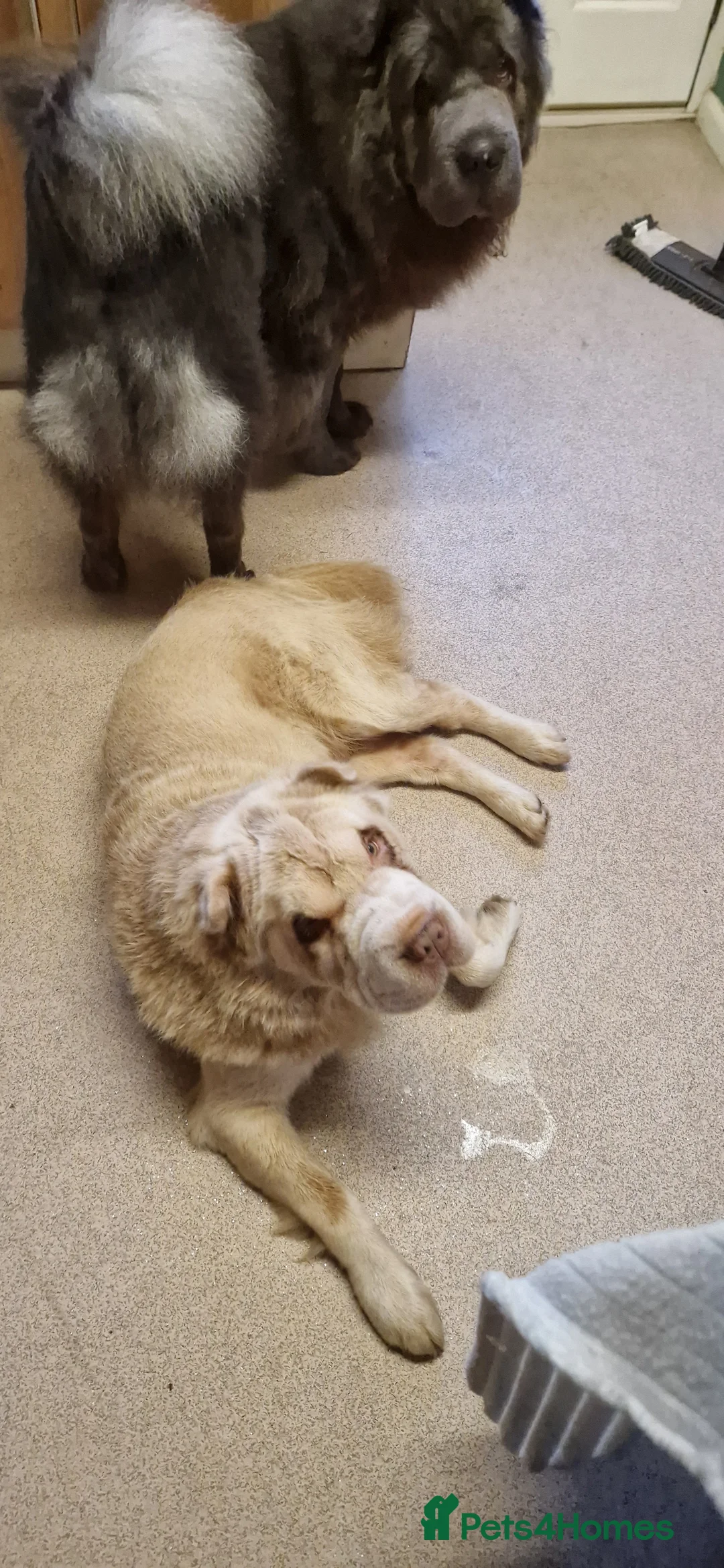 Shar Pei dogs for sale: Two Male Sharp pai dog's  - Advert 4