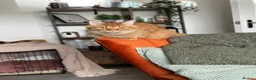 Maine Coon cats for sale: Maine Coon for re-homing. male ginger Maine coon - Advert 9